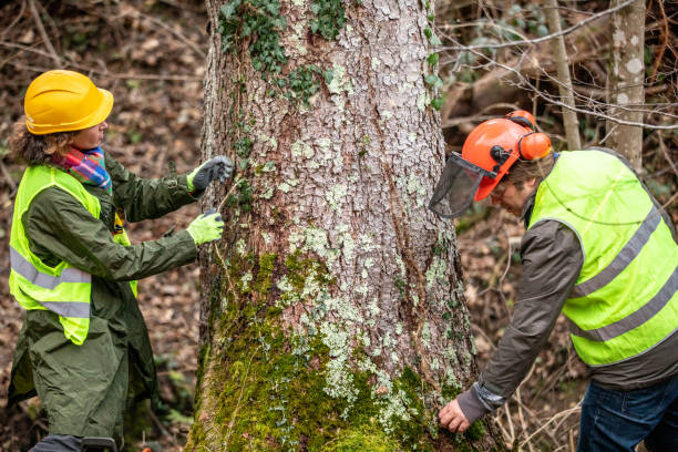 How Our Tree Care Process Works  in  Carbonville, UT