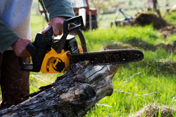 Best Tree Cabling and Bracing  in Carbonville, UT